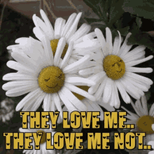 they love me they love me not forget me nots daisies daisy flowers