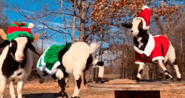 Goats Christmas GIF.