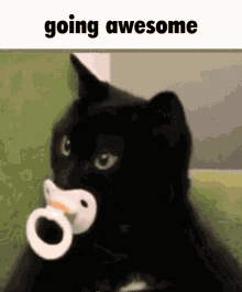 Awesome Cat Kitty GIF - Awesome Cat Kitty Awesome GIFs