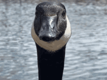https://c.tenor.com/W-k_ZDugN80AAAAM/goose-geese.gif