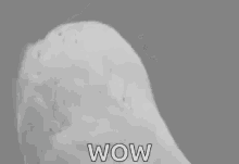 o rly owl owls woah jaw drop o rly owl owls woah jaw drop