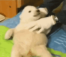 Cute Animals Polar Bear Cub GIF - Cute Animals Polar Bear Cub GIFs