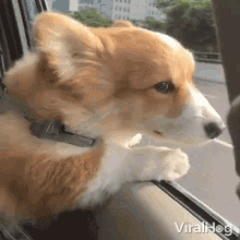 Dog Riding In A Car Windy GIF - Dog Riding In A Car Windy Looking Around GIFs