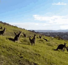 running away the pet collective chasing kangaroo chase