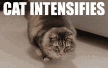 Sneaky Cat GIF - Sneaky Cat Cat Intensifies GIFs