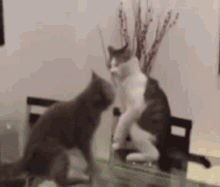 Cats Wrestling GIF - Cats Wrestling Fight GIFs