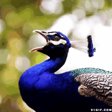 孔雀 叫 什麼 尖叫 蛤 GIF - Peacock Scream What GIFs