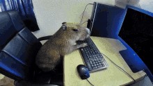 relaunch capybara