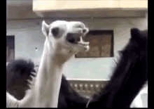 Llama GIF - Camel Laughing Judging You GIFs