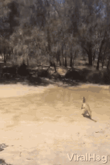 Dive Viralhog GIF - Dive Viralhog Kangaroo GIFs