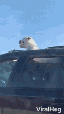 Car Ride Viralhog GIF - Car Ride Viralhog Dog GIFs