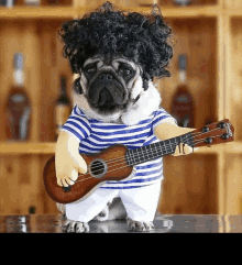 Guitar Guitarist GIF - Guitar Guitarist Funny Dog GIFs