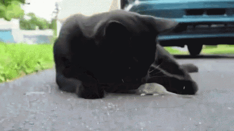 Cat Mouse GIF - Cat Mouse Play - Discover &amp; Share GIFs