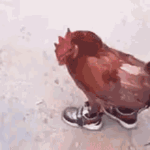 Poczta Wacka Chicken-shoes-chicken-in-shoes