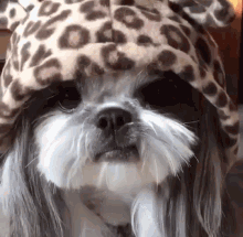 cute dogs long hair dog fashion