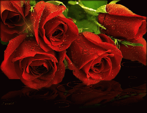 Red Roses GIF - Red Roses - Discover & Share GIFs