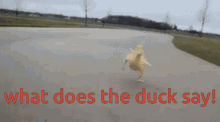 what does the duck say cute duck what does the duck say cute duck