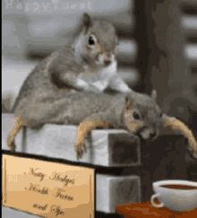 Squirrel Massage GIF - Squirrel Massage Yes GIFs