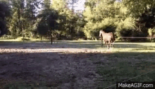 horses field playing jump happy