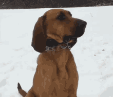 bloodhound hound dog animal pet bloodhound hound dog animal pet