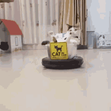 Cat Vaccum Cat Automatic GIF - Cat Vaccum Cat Automatic Cat In Car GIFs