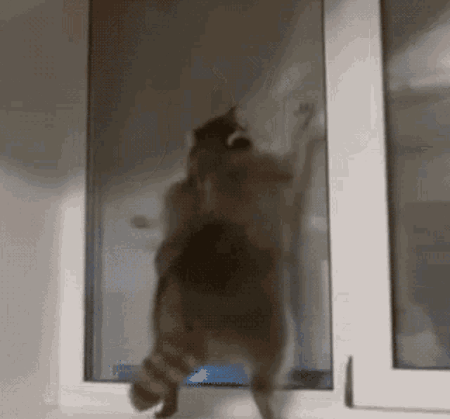 raccoon-raccoon-dancing.gif