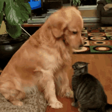 Good Kitty GIF - Cute Puppies Cat GIFs