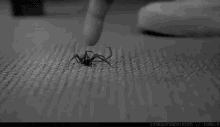 Woah GIF - Spider Spiders Spidey GIFs