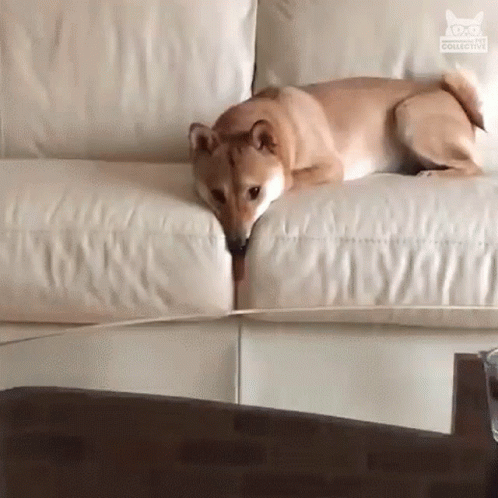 why do dogs chew up their beds