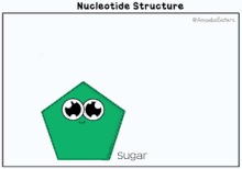 Nucleotide Science GIF - Nucleotide Science Sugar GIFs