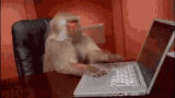 monkey-computer-not-working.gif