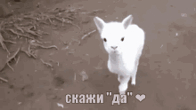 альпака лама мило мимими да скажи ну пожалуйста GIF - Alpaca Llama Baby GIFs