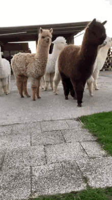 llama jumping gif