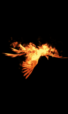 an c%E1%BB%91t nam phoenix bird fire