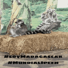 Soy Madagascar Mundialipefh GIF - Soy Madagascar Mundialipefh Lemurs GIFs