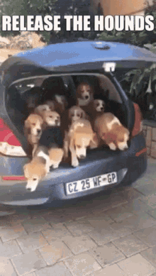 Beagles Release The Hounds GIF - Beagles Release The Hounds Dogs GIFs
