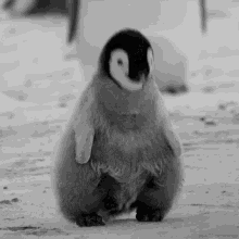 Yes Nod GIF - Yes Nod Penguin GIFs