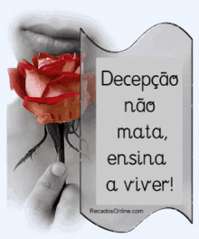 flower red rose