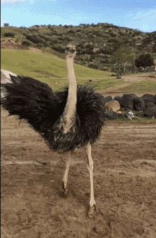Dance Ostrich GIF - Dance Ostrich Crazy GIFs