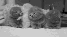 Cats GIF - Cat Cats Kitten GIFs