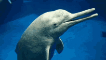 海豚 撒嬌 GIF - Dolphin Cute Please GIFs