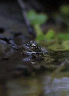 grenouille frog