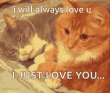 Love U Cats GIF - Love U Cats Love You Lots GIFs