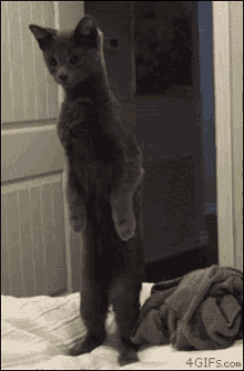 Cat Curious GIF - Cat Curious Standing Up GIFs
