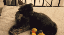 Rubber Duck GIF - Rubber Duck Cat GIFs