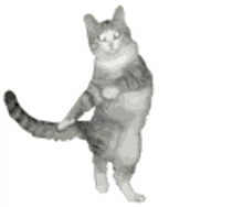 dancing kitty dance moves grooves