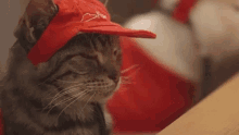 Cat Funny GIF - Cat Funny Pizza GIFs