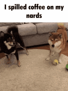 Shiba Inu Funny GIFs Tenor
