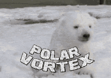 vortex bear