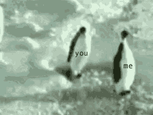 Penguin Funny Penguins GIF - Penguin Funny Penguins Me And You GIFs